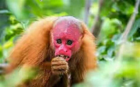 最醜的猴子 米缸风水颜色